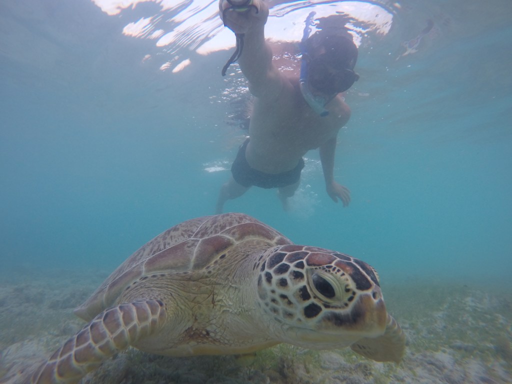 Tortugas en GiliT