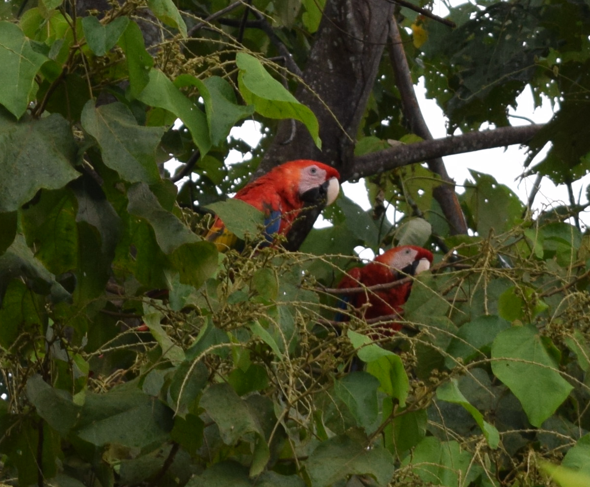 Pareja de Guacamayos
