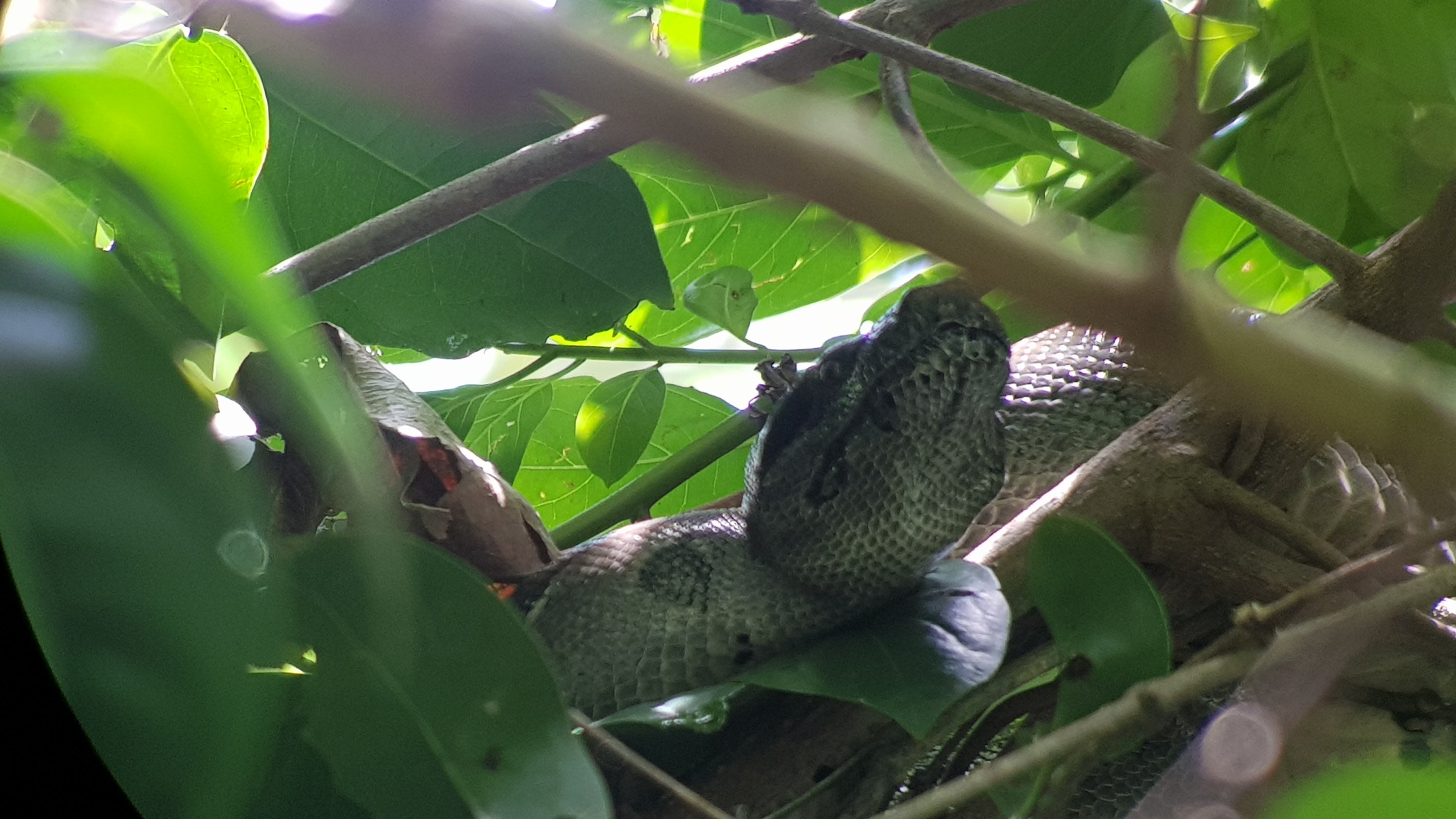Boa Constrictor en PN Corcovado