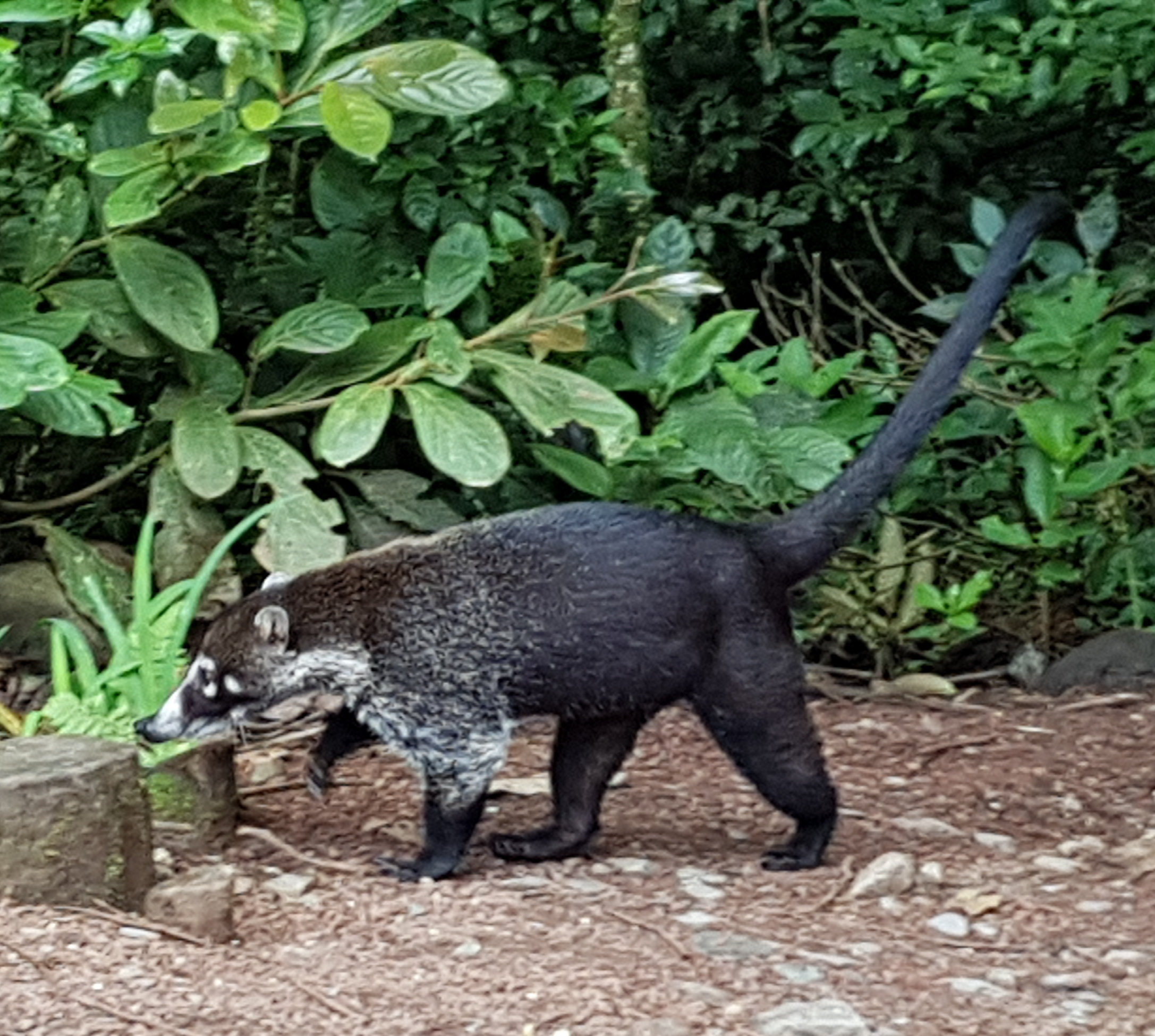 Bosque Nuboso - Coatí
