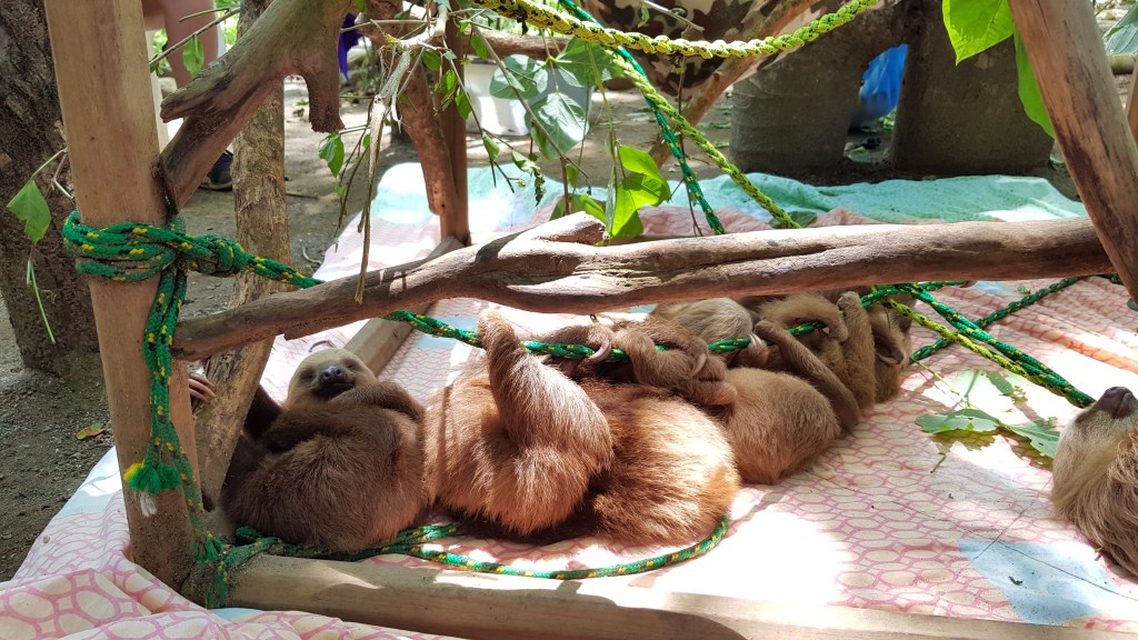 Jaguar Rescue Center - Perezosos