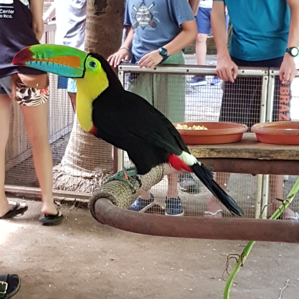 Jaguar Rescue Center - Tucán
